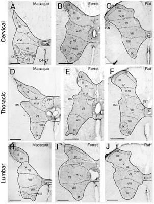 Reelin Immunoreactivity in the Adult Spinal Cord: A Comparative Study in Rodents, Carnivores, and Non-human Primates